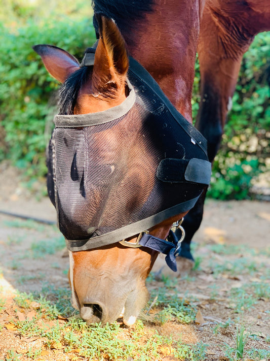 TH fly mask